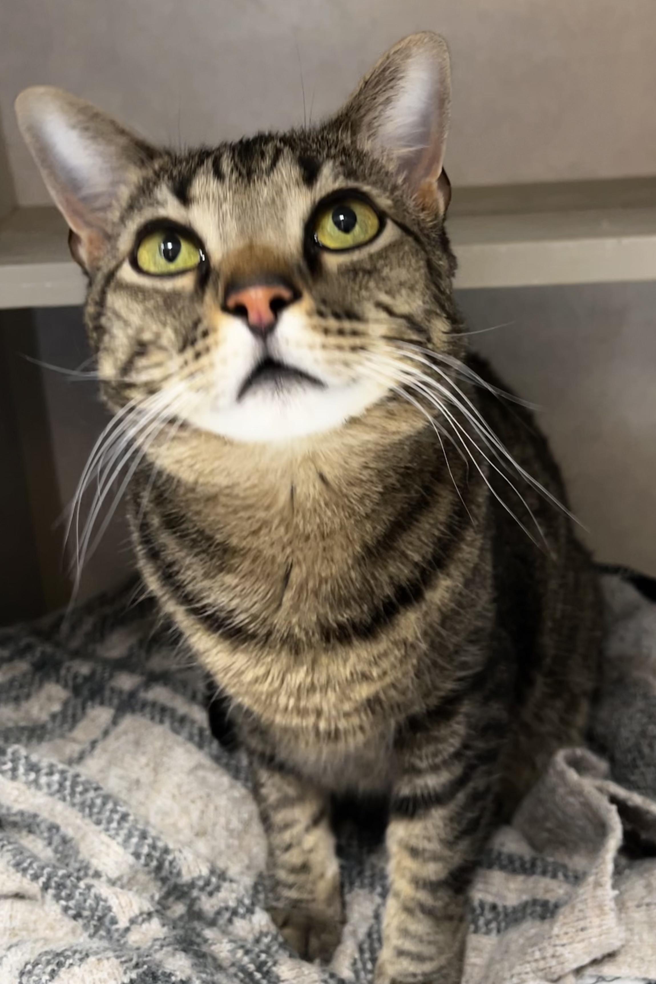 Mancini, Adoptable, Adult Male Domestic Short Hair.