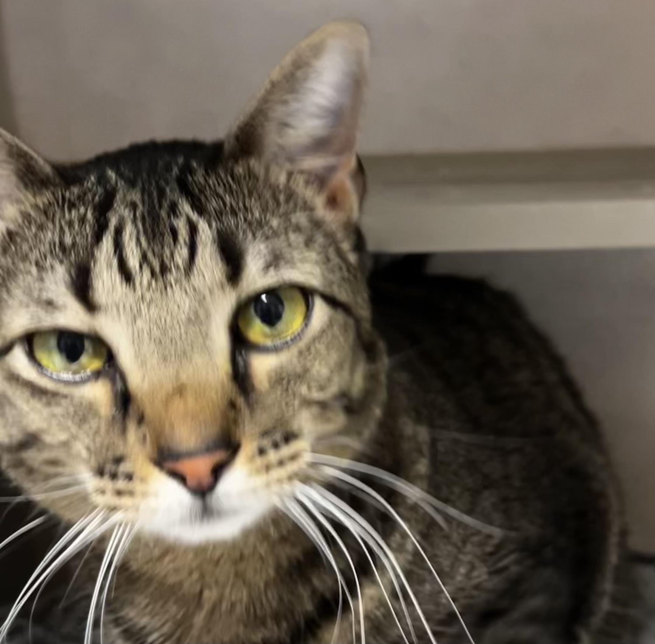 Mancini, a Adoptable Domestic Short Hair in Eglin AFB, FL image 2/2