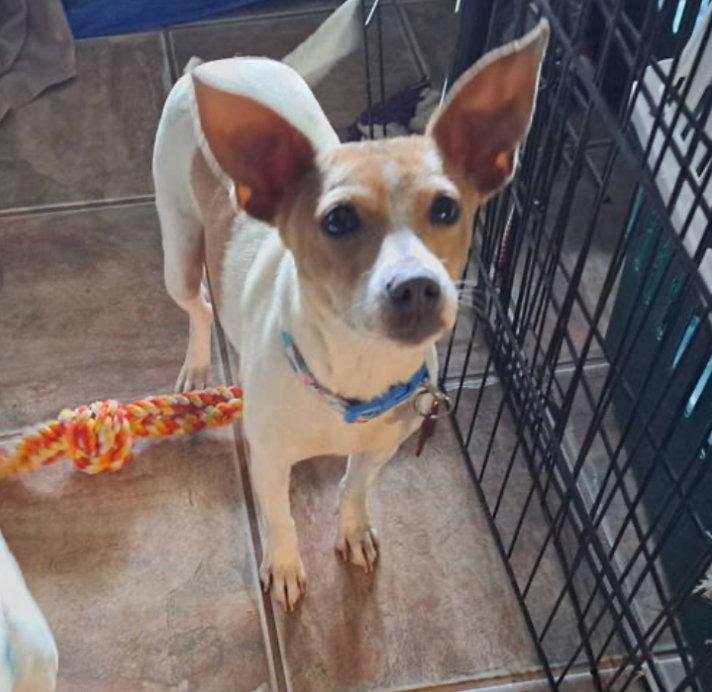 Mama Peaches, Adoptable, Adult Female Chihuahua.