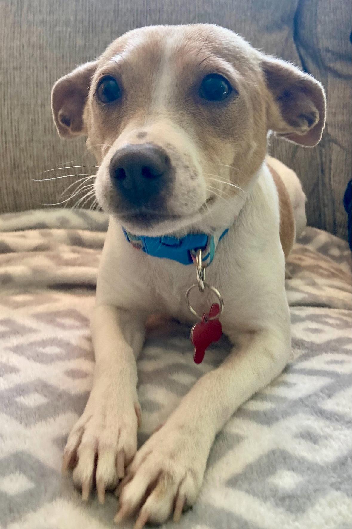 Enlarge Mama Peaches, a Adoptable Chihuahua in Grafton, WI image 2/3