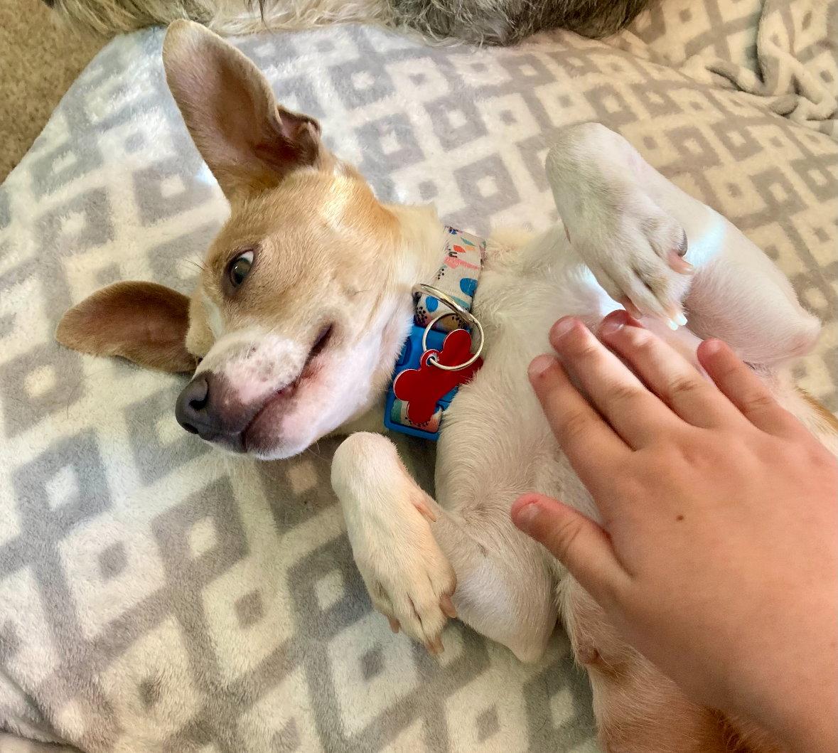 Enlarge Mama Peaches, a Adoptable Chihuahua in Grafton, WI image 3/3