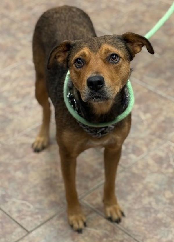 Rosie, Adoptable, Adult Female Shepherd & Hound.