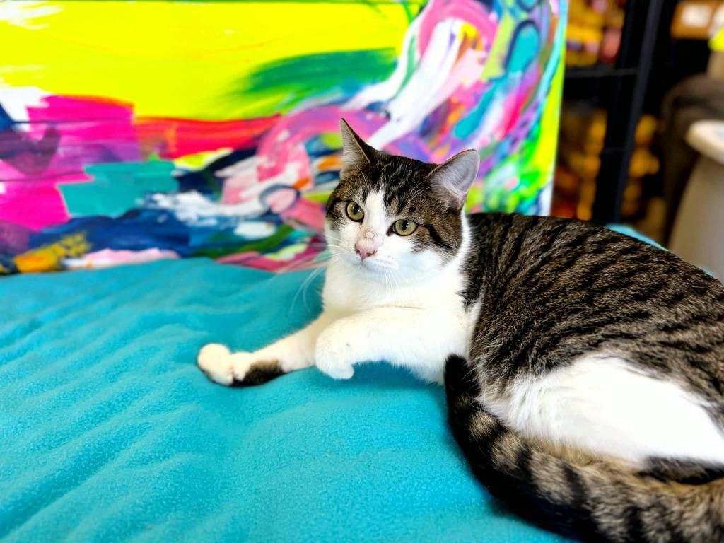 Porky Pig, Adoptable, Kitten Male Domestic Short Hair.