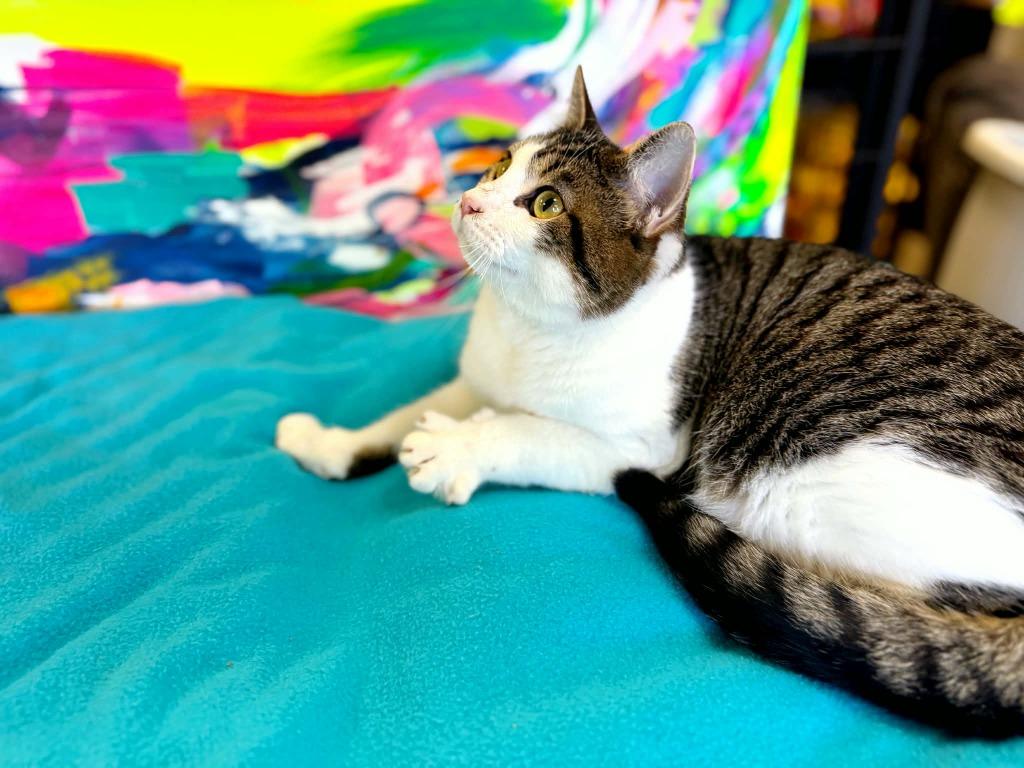 Enlarge Porky Pig, a Adoptable mixed breed in Effingham, IL image 3/4