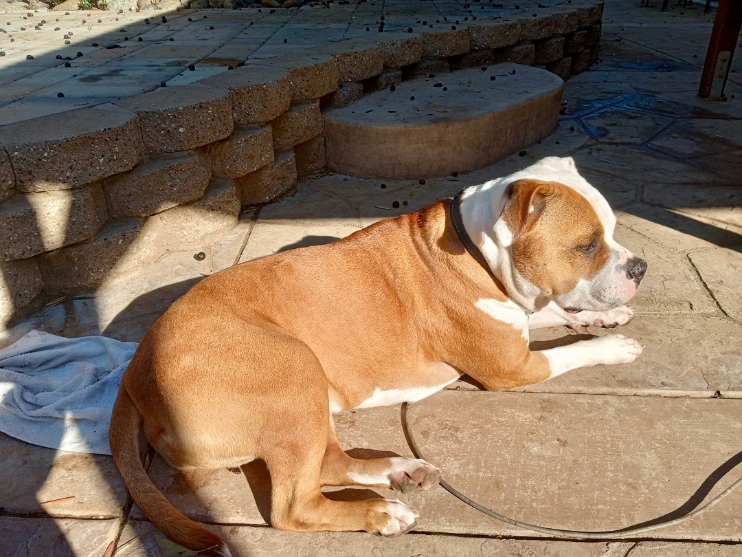 Mello, a Adoptable mixed breed in Gilroy, CA image 2/3