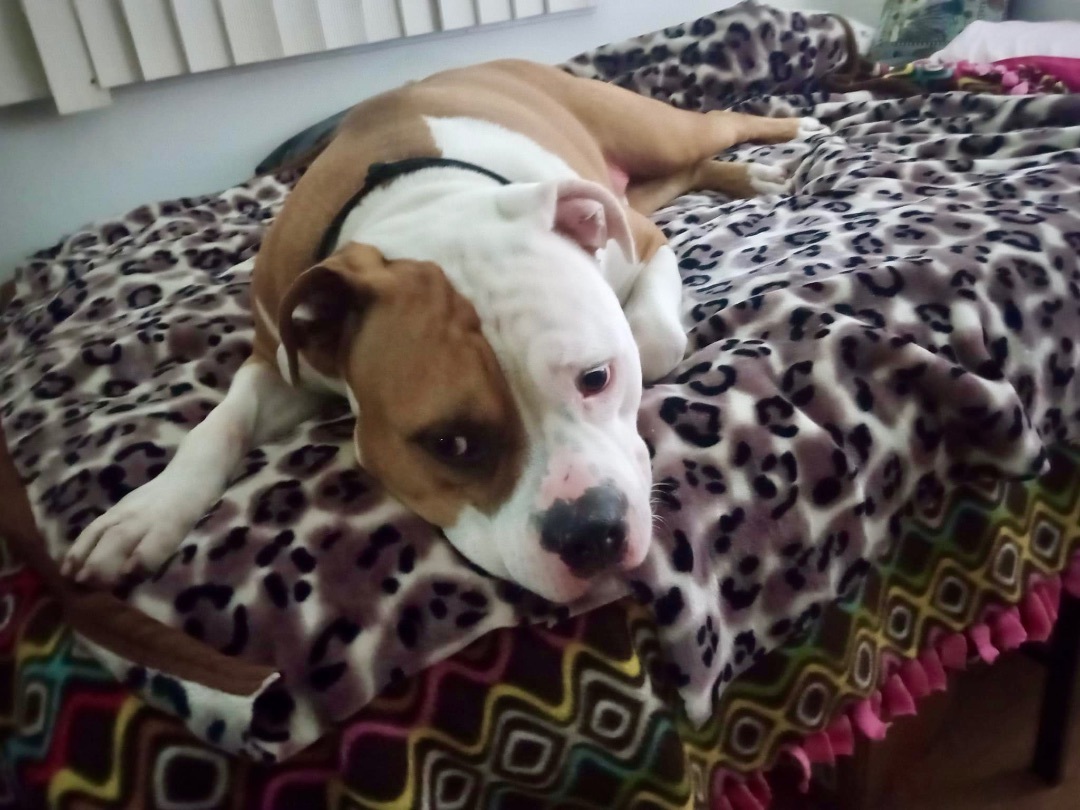 Mello, a Adoptable mixed breed in Gilroy, CA image 3/3