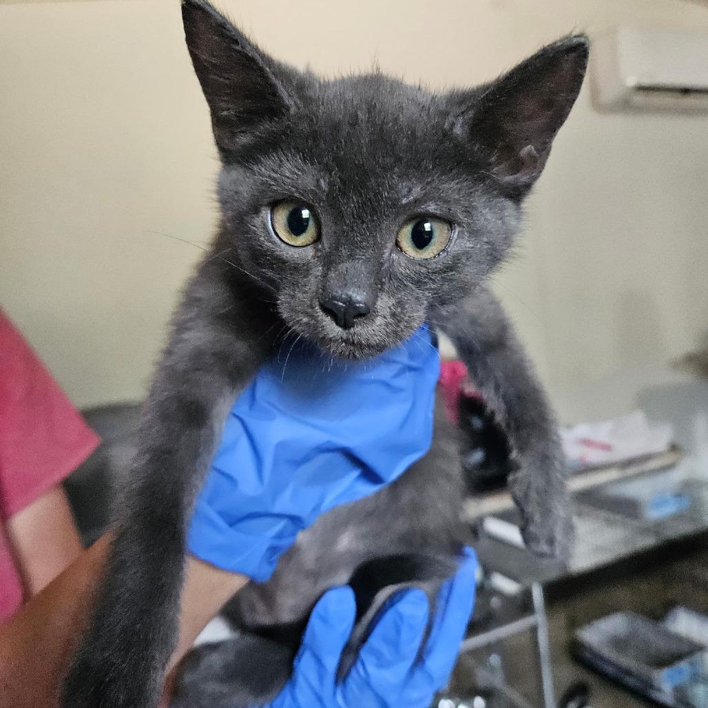 Holly, Adoptable, Kitten Female Domestic Short Hair.