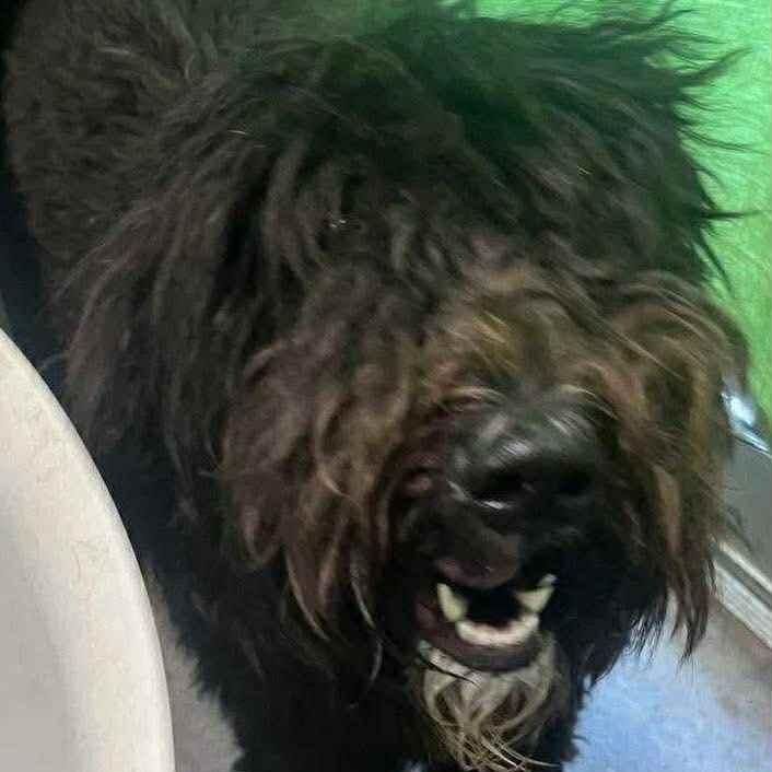 Joan Jett-Foster Home Needed, an adoptable Labradoodle, Poodle in Hartland, WI, 53029 | Photo Image 2