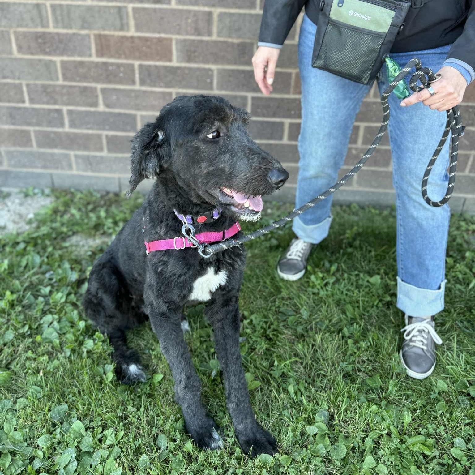 Joan Jett-Foster Home Needed, an adoptable Labradoodle, Poodle in Hartland, WI, 53029 | Photo Image 4