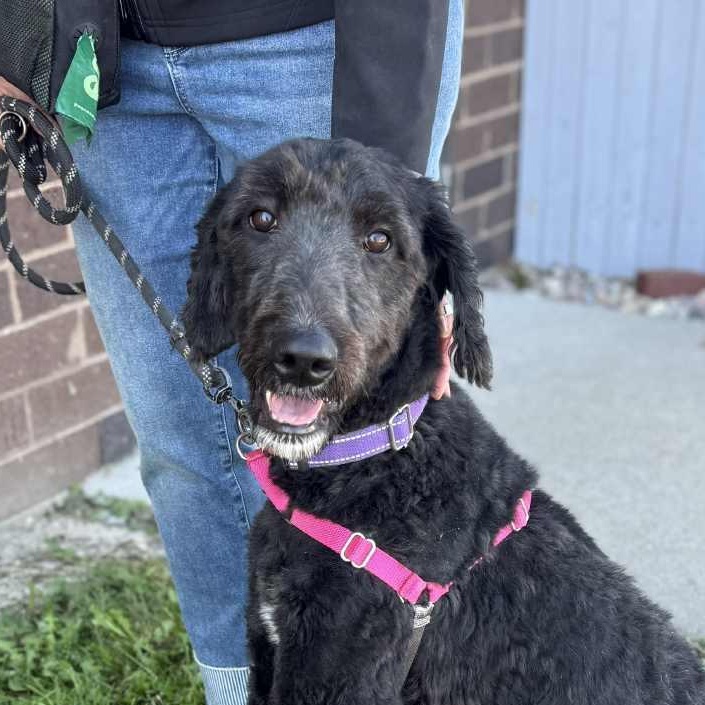 Joan Jett-Foster Home Needed, an adoptable Labradoodle, Poodle in Hartland, WI, 53029 | Photo Image 3