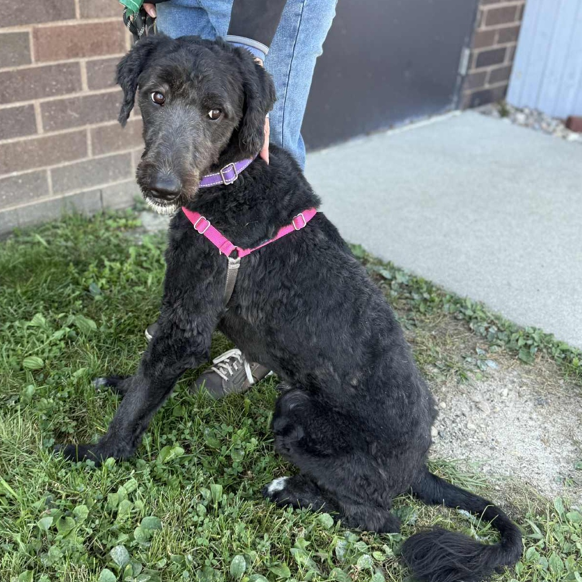 Joan Jett-Foster Home Needed, an adoptable Labradoodle, Poodle in Hartland, WI, 53029 | Photo Image 5