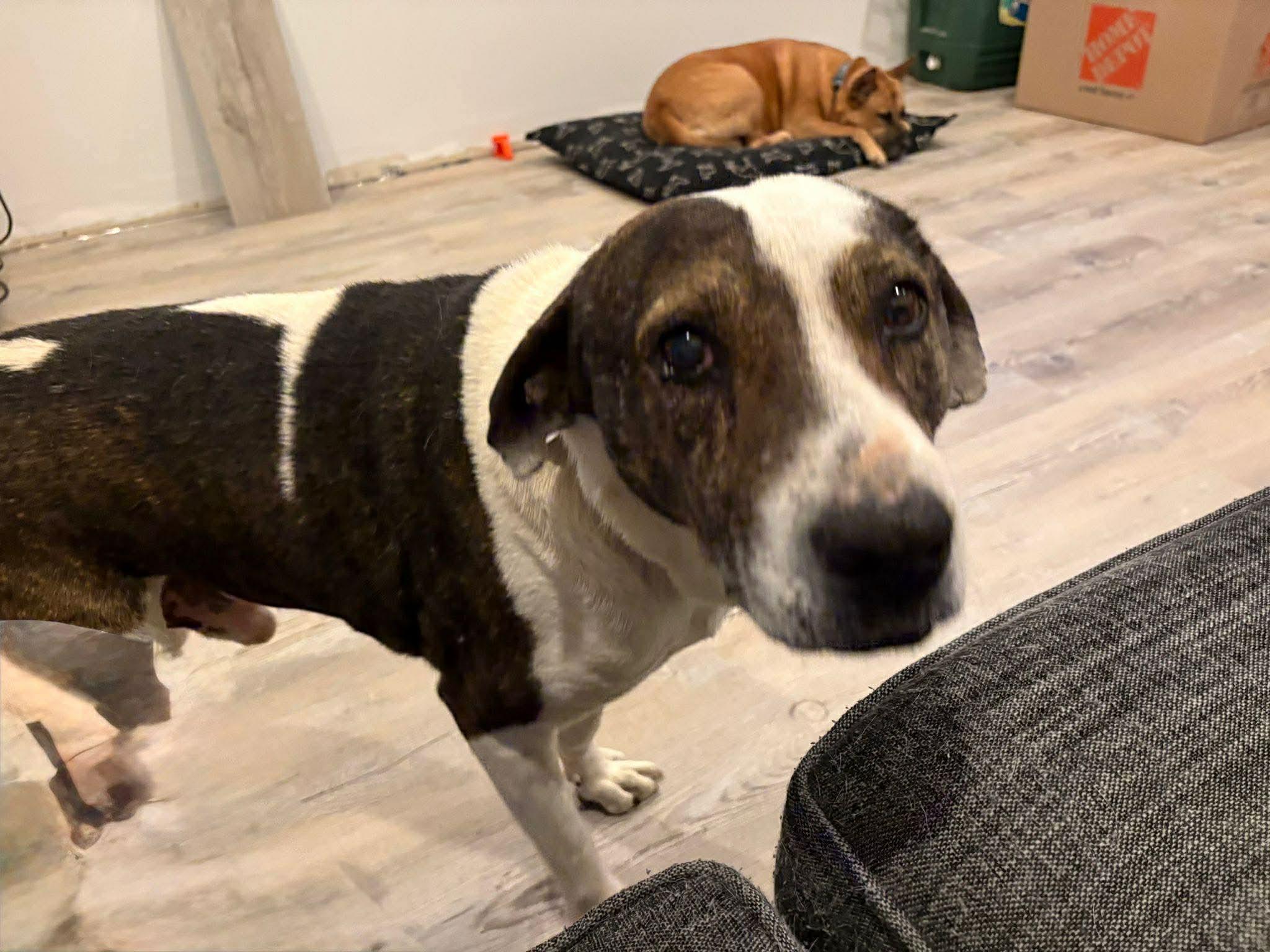 Enlarge Dewe, a Adoptable mixed breed in Sunderland, ON image 1/6