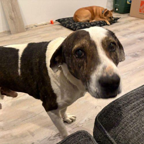 Enlarge Dewe, a Adoptable mixed breed in Sunderland, ON image 2/6