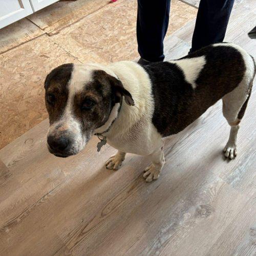 Enlarge Dewe, a Adoptable mixed breed in Sunderland, ON image 3/6