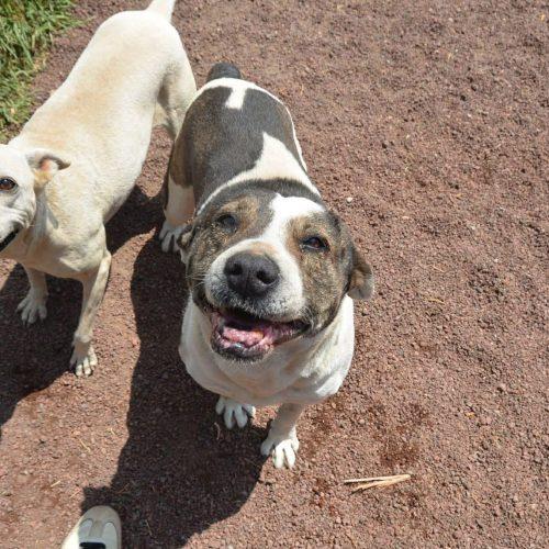 Enlarge Dewe, a Adoptable mixed breed in Sunderland, ON image 4/6