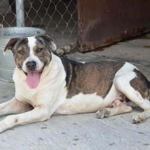 Enlarge Dewe, a Adoptable mixed breed in Sunderland, ON image 5/6