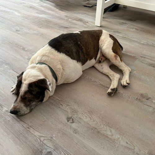 Enlarge Dewe, a Adoptable mixed breed in Sunderland, ON image 6/6