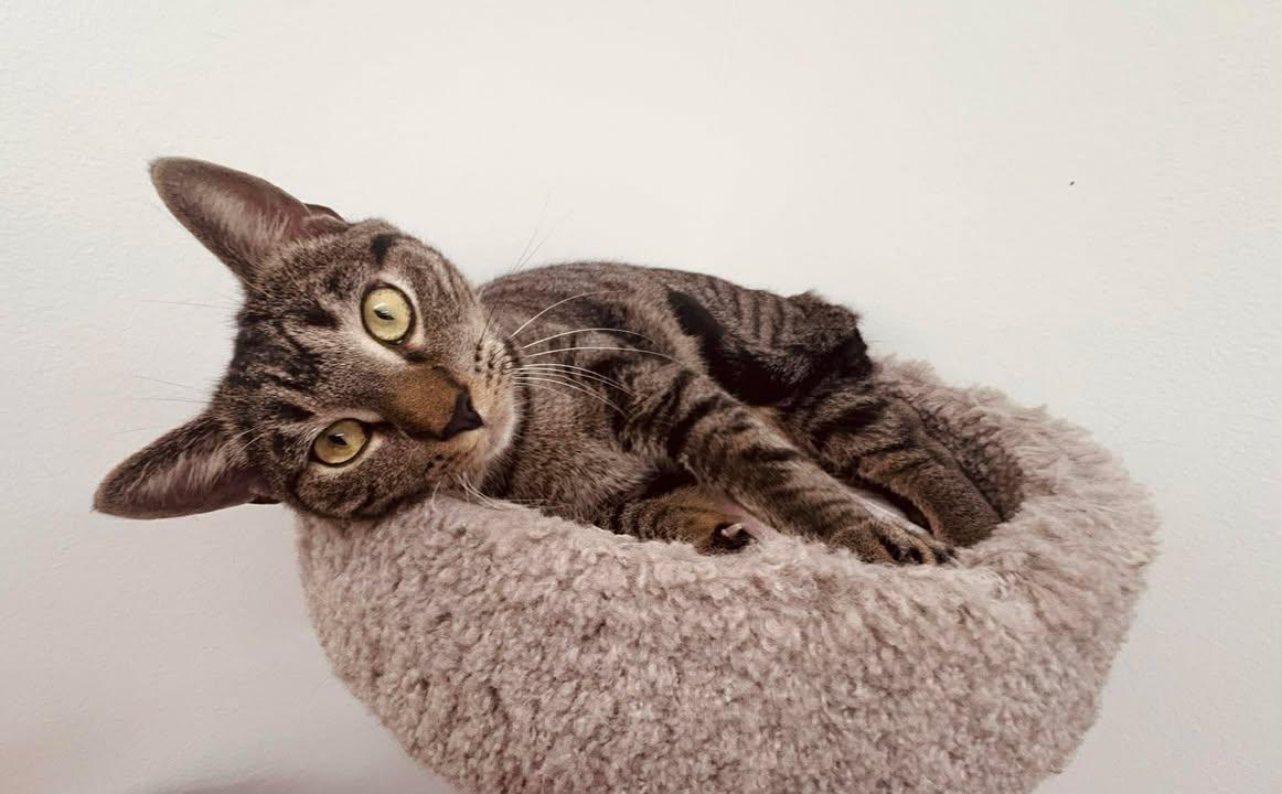 Enlarge Houdini, a Adoptable Domestic Short Hair in Cherryfield, ME image 1/1