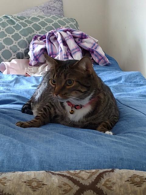 Mikey, Adoptable, Young Male Domestic Short Hair.