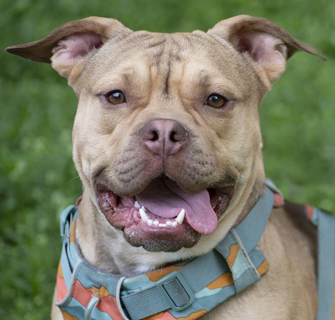Jerry, a Adoptable American Bully in Chicago, IL image 1/6