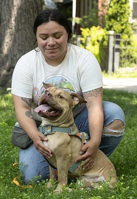 Jerry, a Adoptable American Bully in Chicago, IL image 2/6