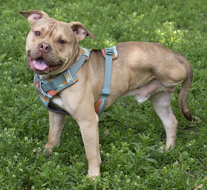 Jerry, a Adoptable American Bully in Chicago, IL image 4/6