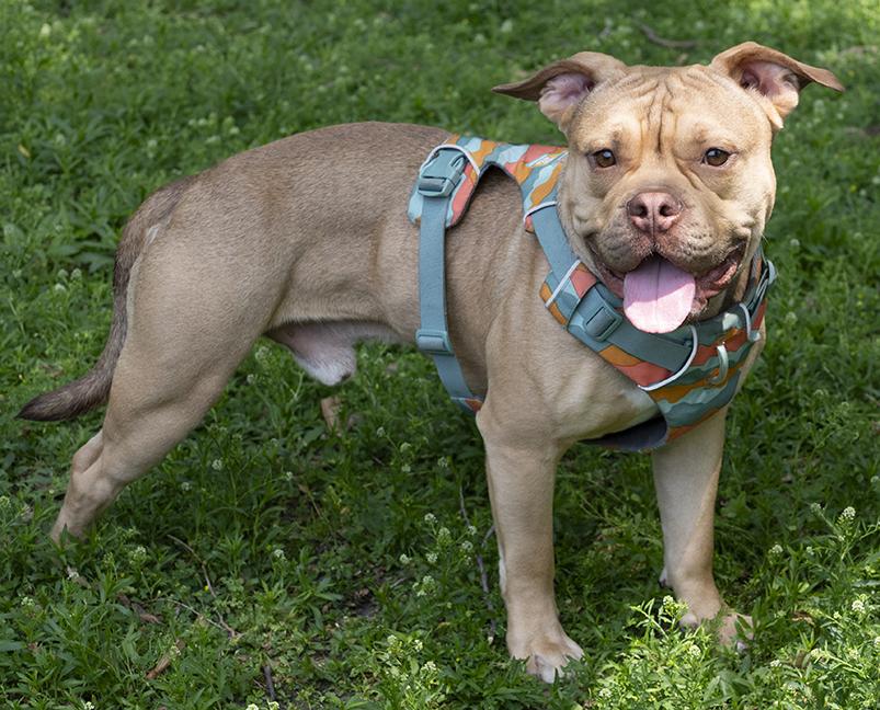 Jerry, a Adoptable American Bully in Chicago, IL image 6/6