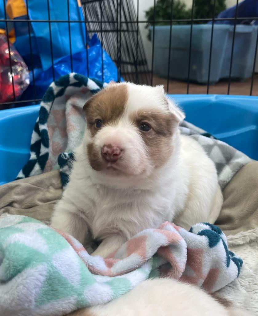 Fusili, Adoptable, Puppy Female German Shepherd Dog & Mixed Breed.