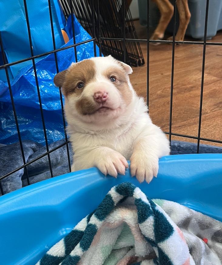 Enlarge Fusili, a Adoptable mixed breed in Fayetteville, AR image 2/3