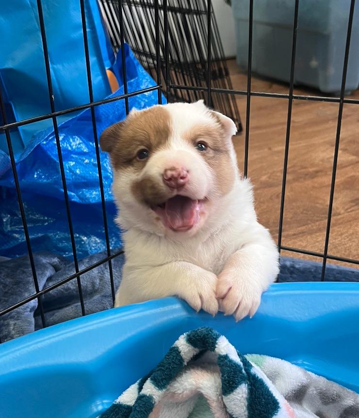 Enlarge Fusili, a Adoptable mixed breed in Fayetteville, AR image 3/3