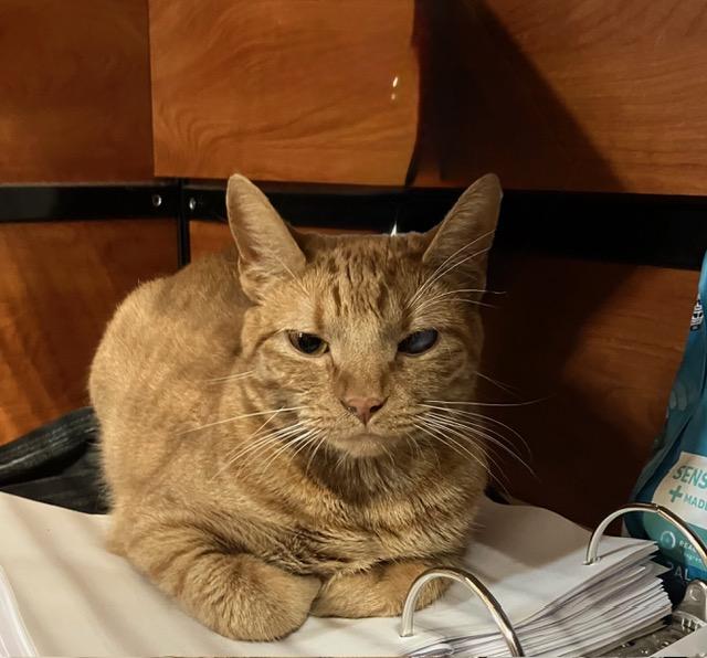 Enlarge DUCKY, a Adoptable Tabby in Waldorf, MD image 1/1