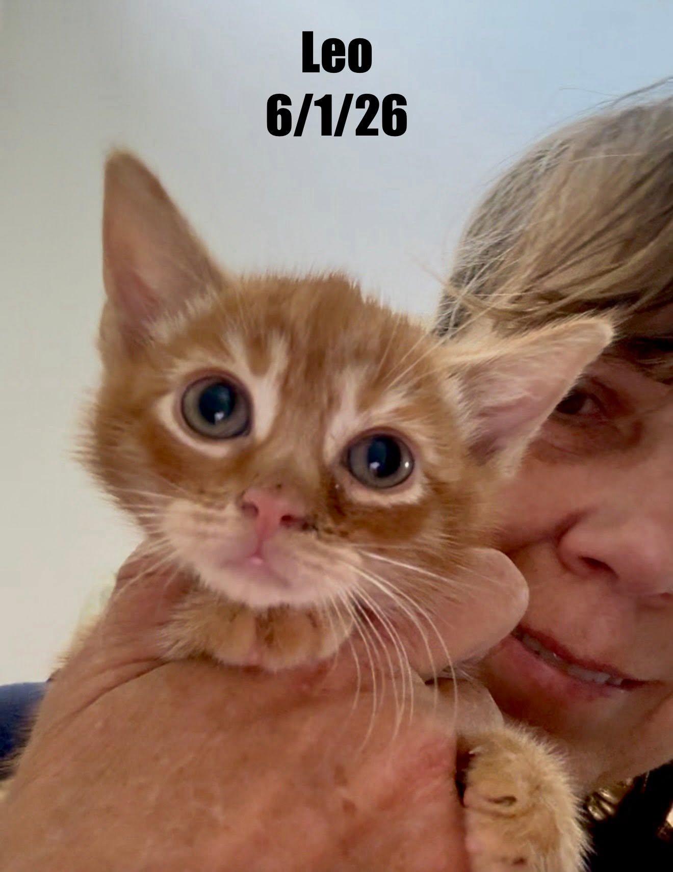 Enlarge Leo, a Adoptable Domestic Short Hair in Berlin, MD image 1/1