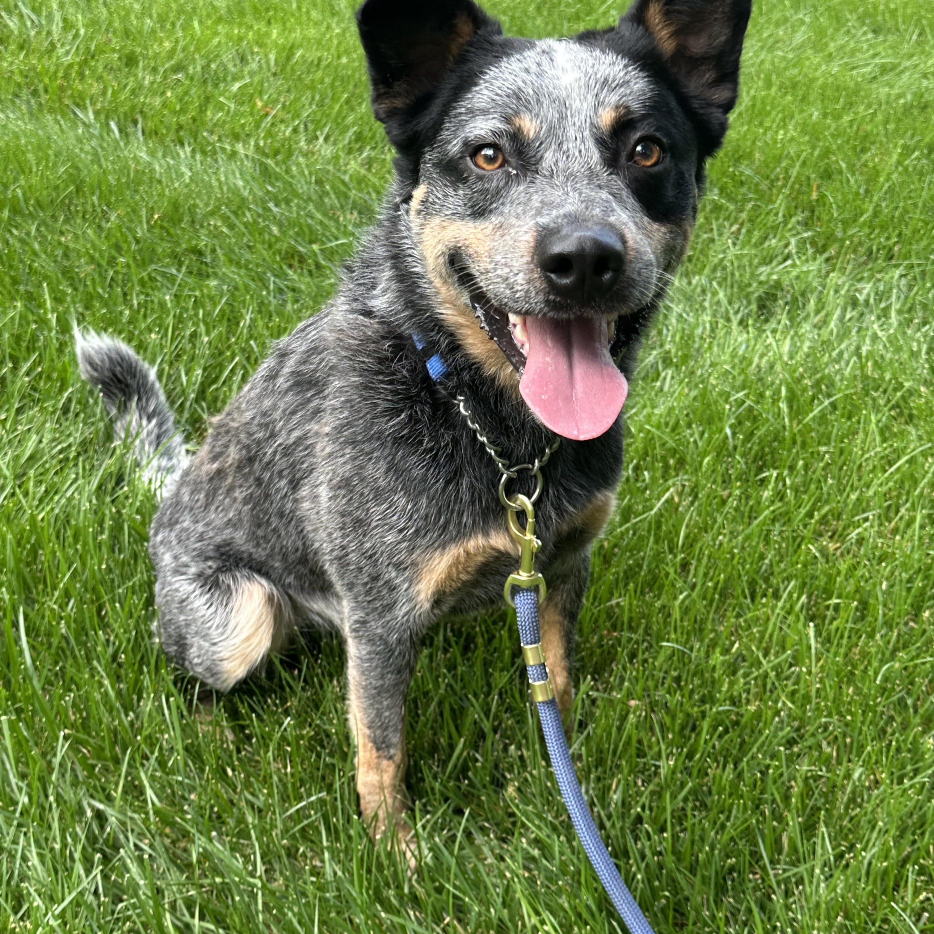 Boomer, a ADOPTABLE Australian Cattle Dog / Blue Heeler in Maiden, NC image 4/4