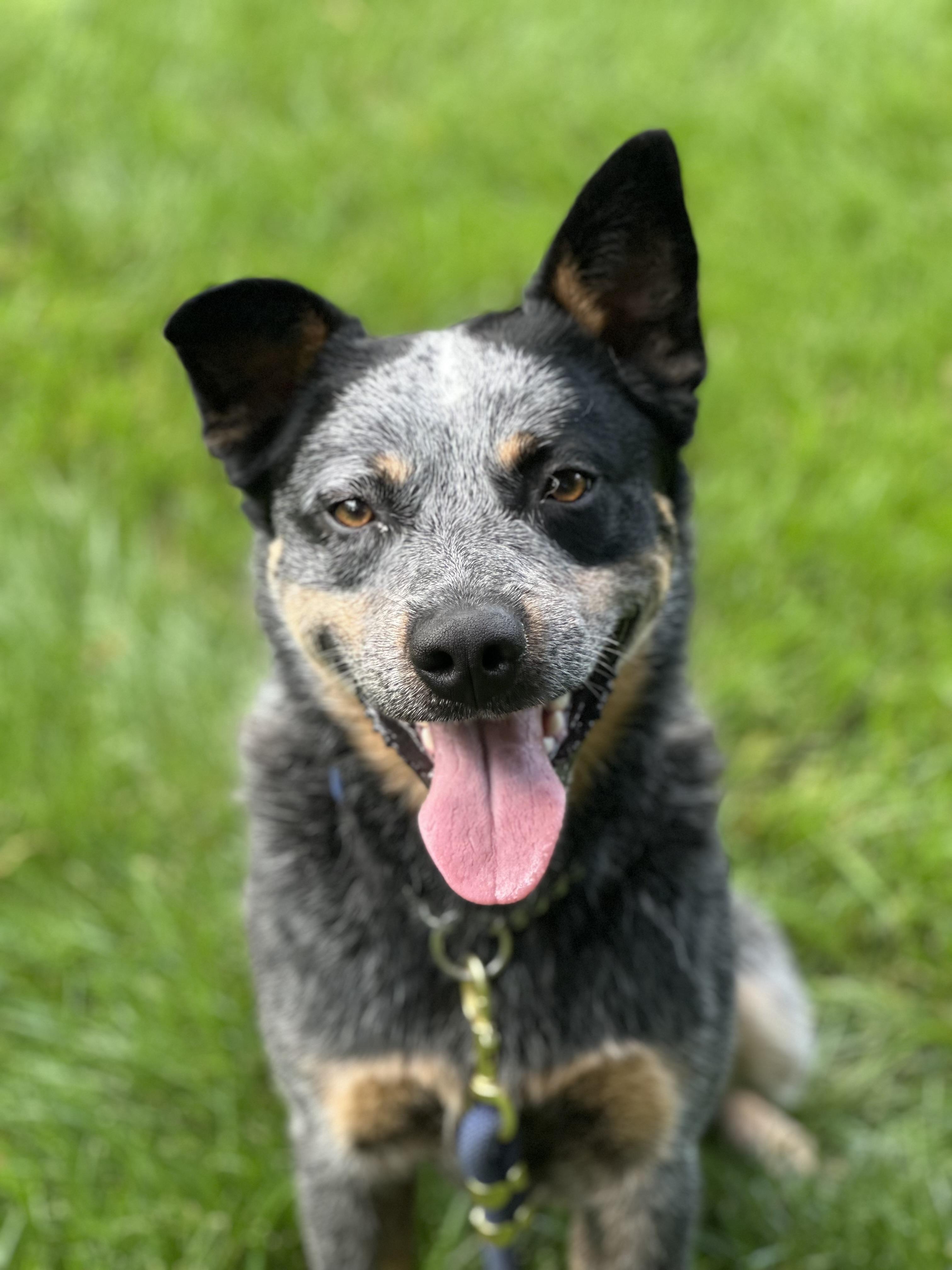 Boomer, ADOPTABLE, Young Male Australian Cattle Dog / Blue Heeler.