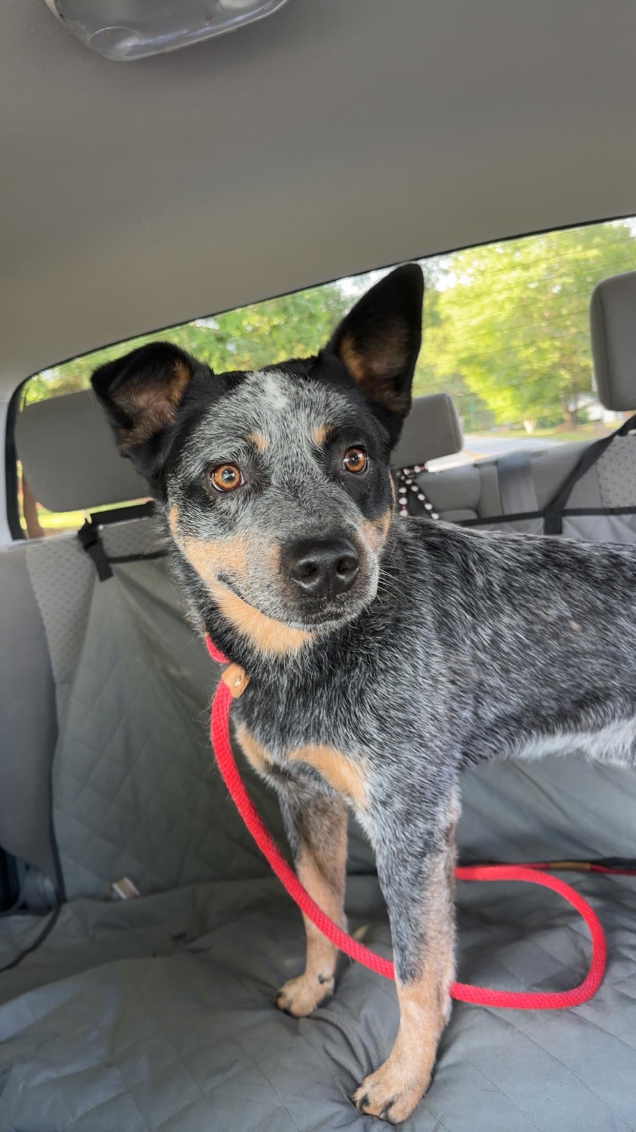 Boomer, a ADOPTABLE Australian Cattle Dog / Blue Heeler in Maiden, NC image 3/4
