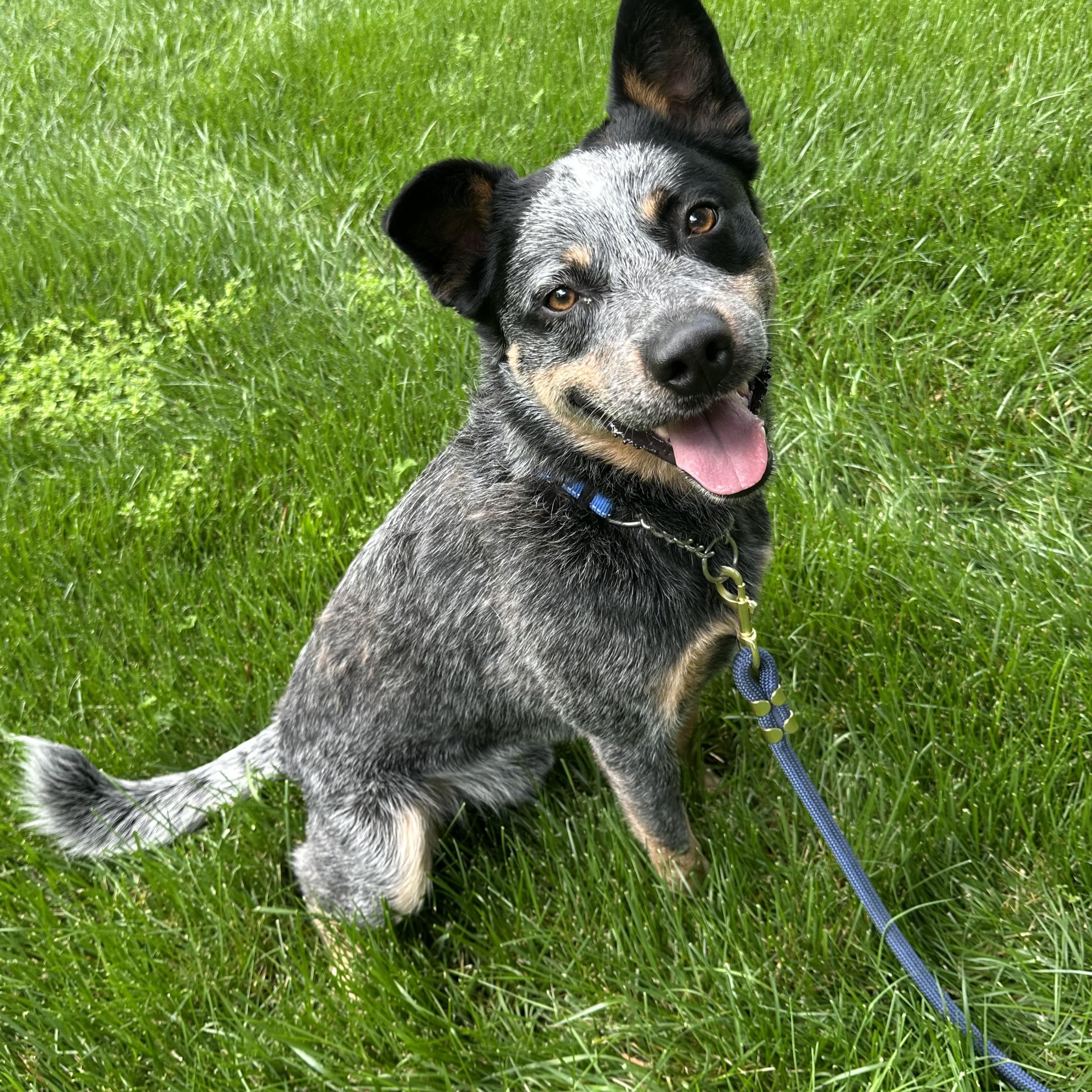 Boomer, a ADOPTABLE Australian Cattle Dog / Blue Heeler in Maiden, NC image 2/4