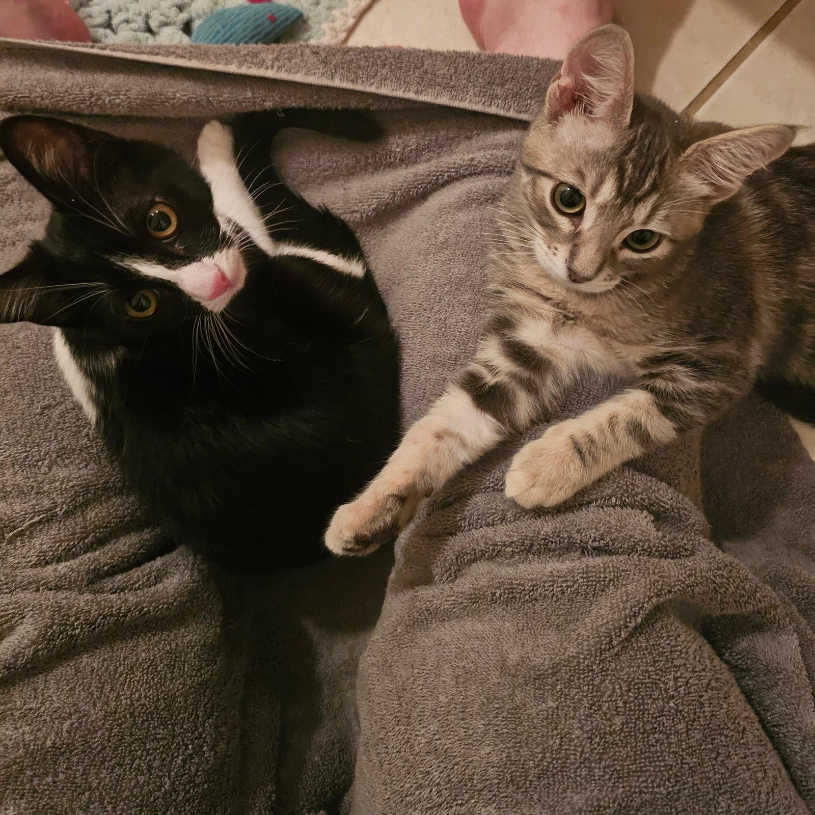 Hermana, Adopted, Kitten Female Domestic Short Hair.