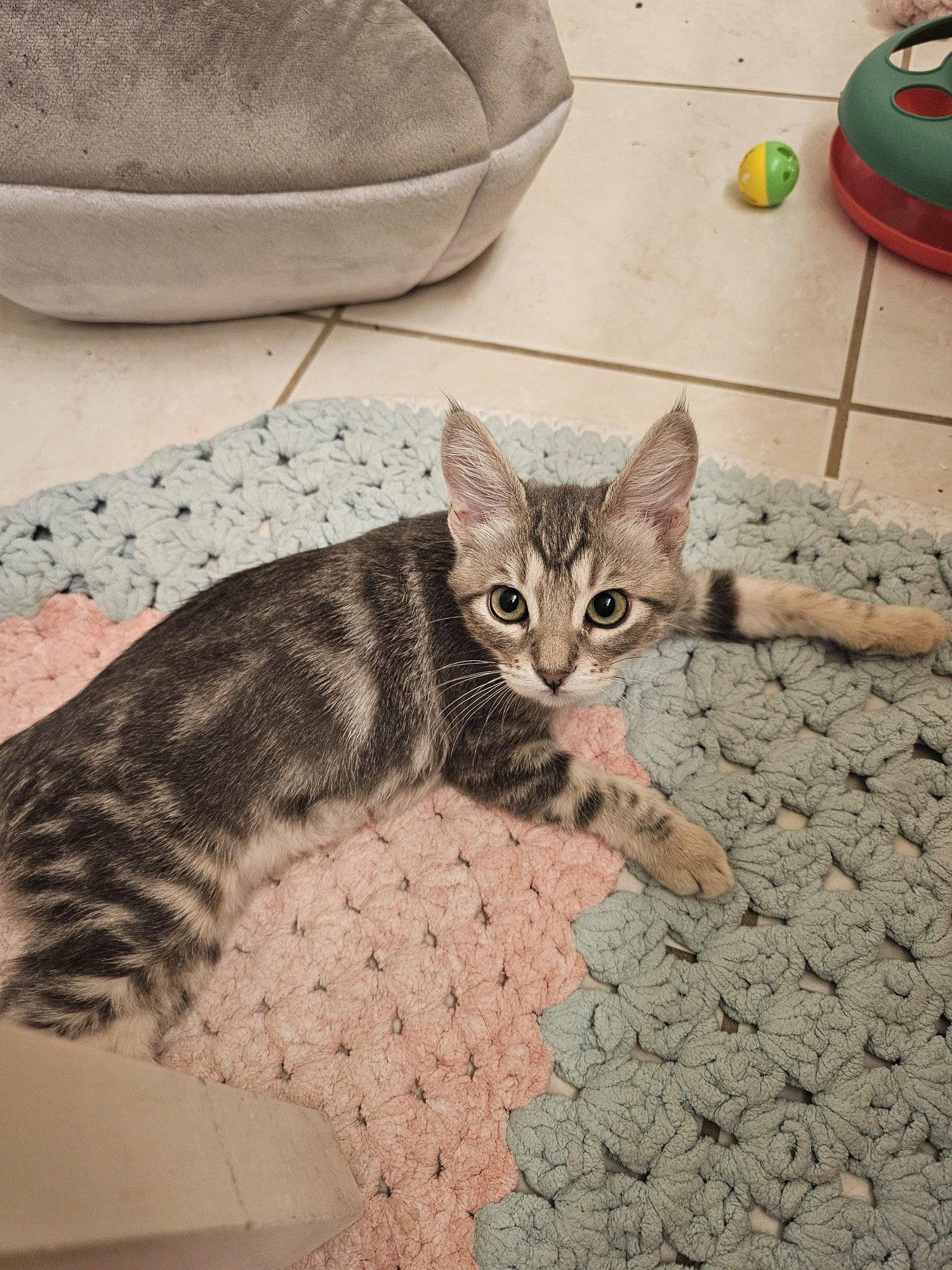 Hermana, a Adopted Domestic Short Hair in Mission Viejo, CA image 2/3