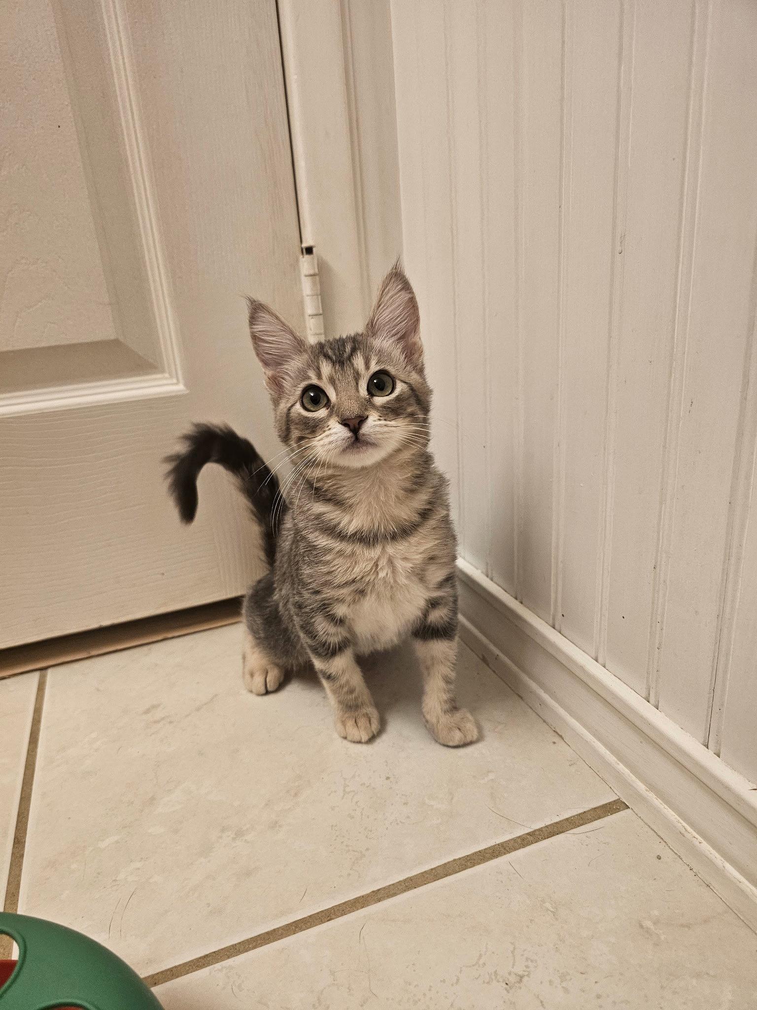 Hermana, a Adopted Domestic Short Hair in Mission Viejo, CA image 3/3
