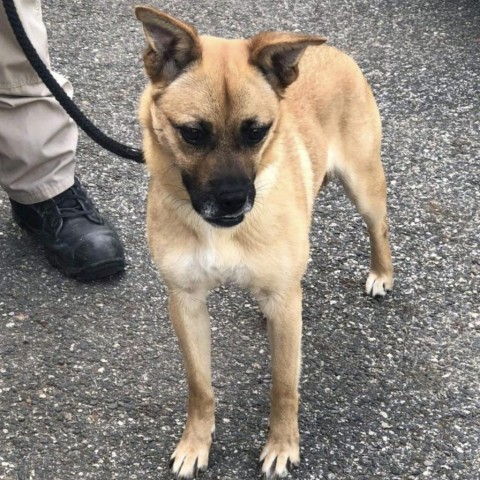 Suzy, a Adoptable mixed breed in Peachtree City, GA image 2/5