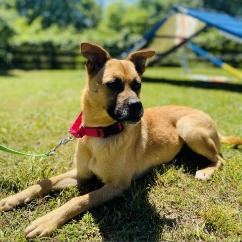 Suzy, Adoptable, Adult Female Boxer & Terrier.