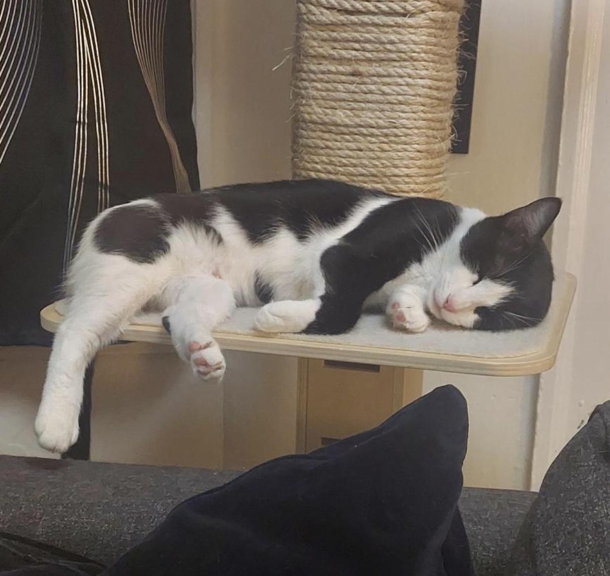 Enlarge Stardust, a Adoptable Domestic Short Hair in Alexandria, VA image 2/6