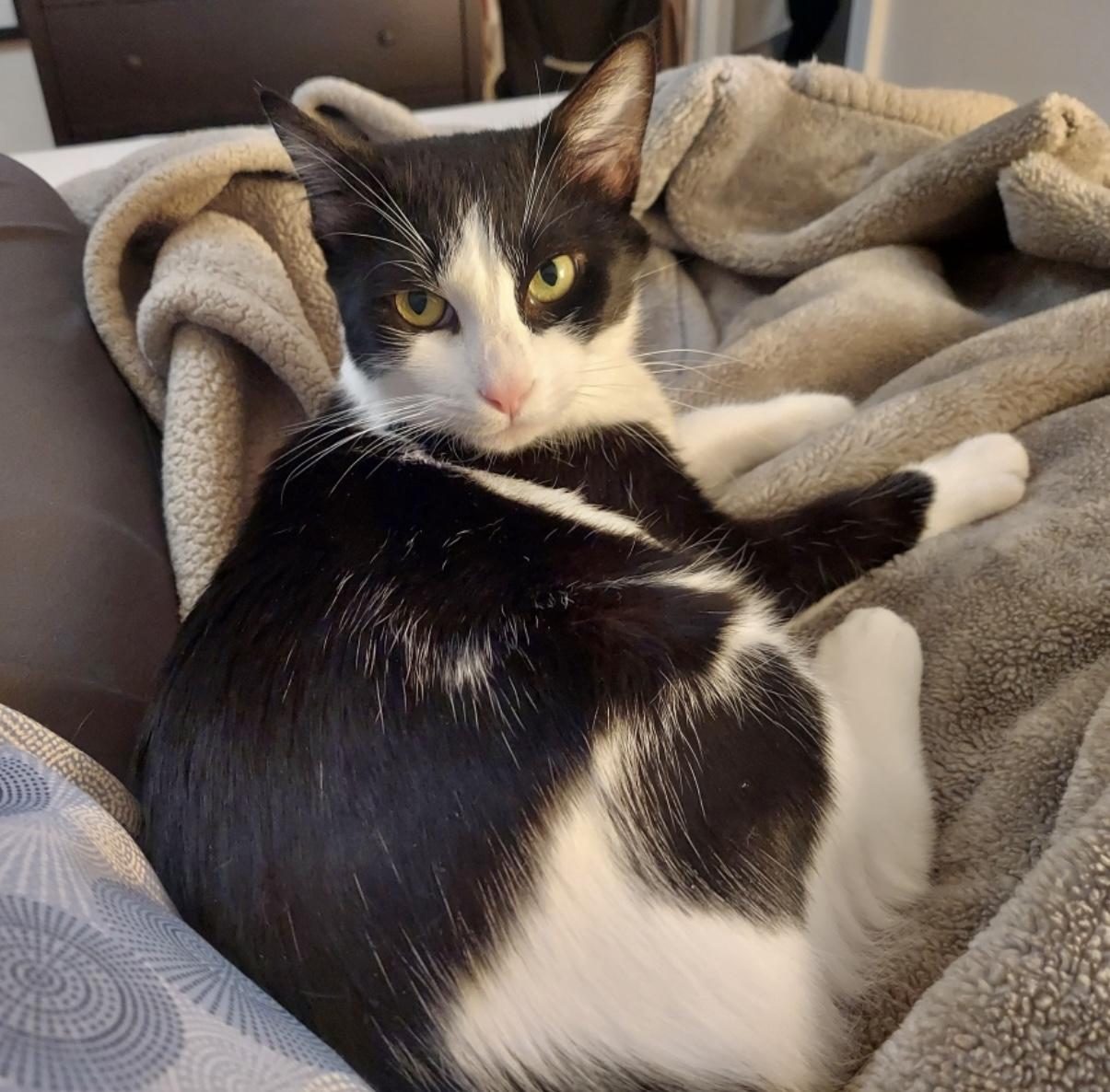 Enlarge Stardust, a Adoptable Domestic Short Hair in Alexandria, VA image 4/6