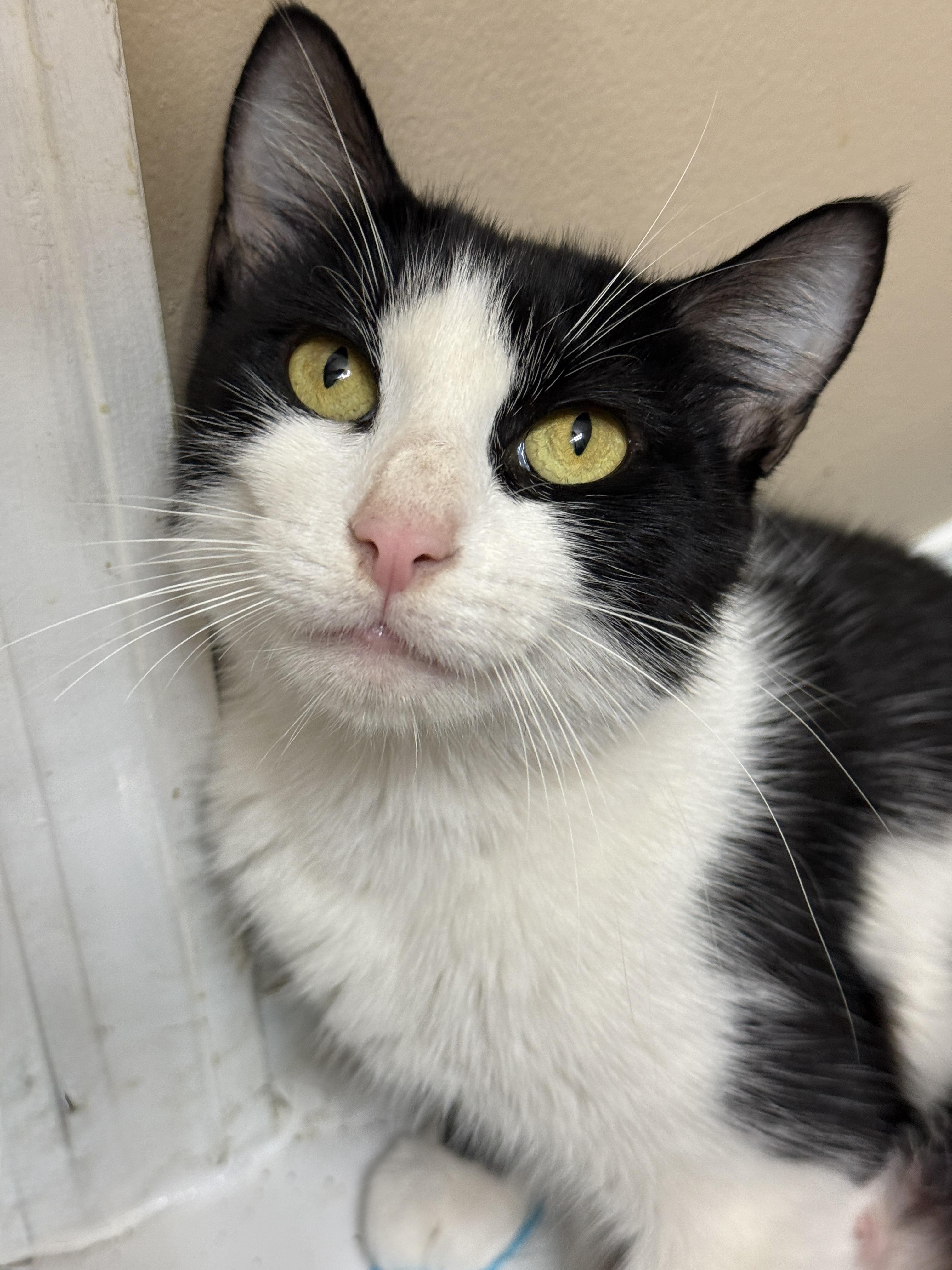 Enlarge Stardust, a Adoptable Domestic Short Hair in Alexandria, VA image 6/6