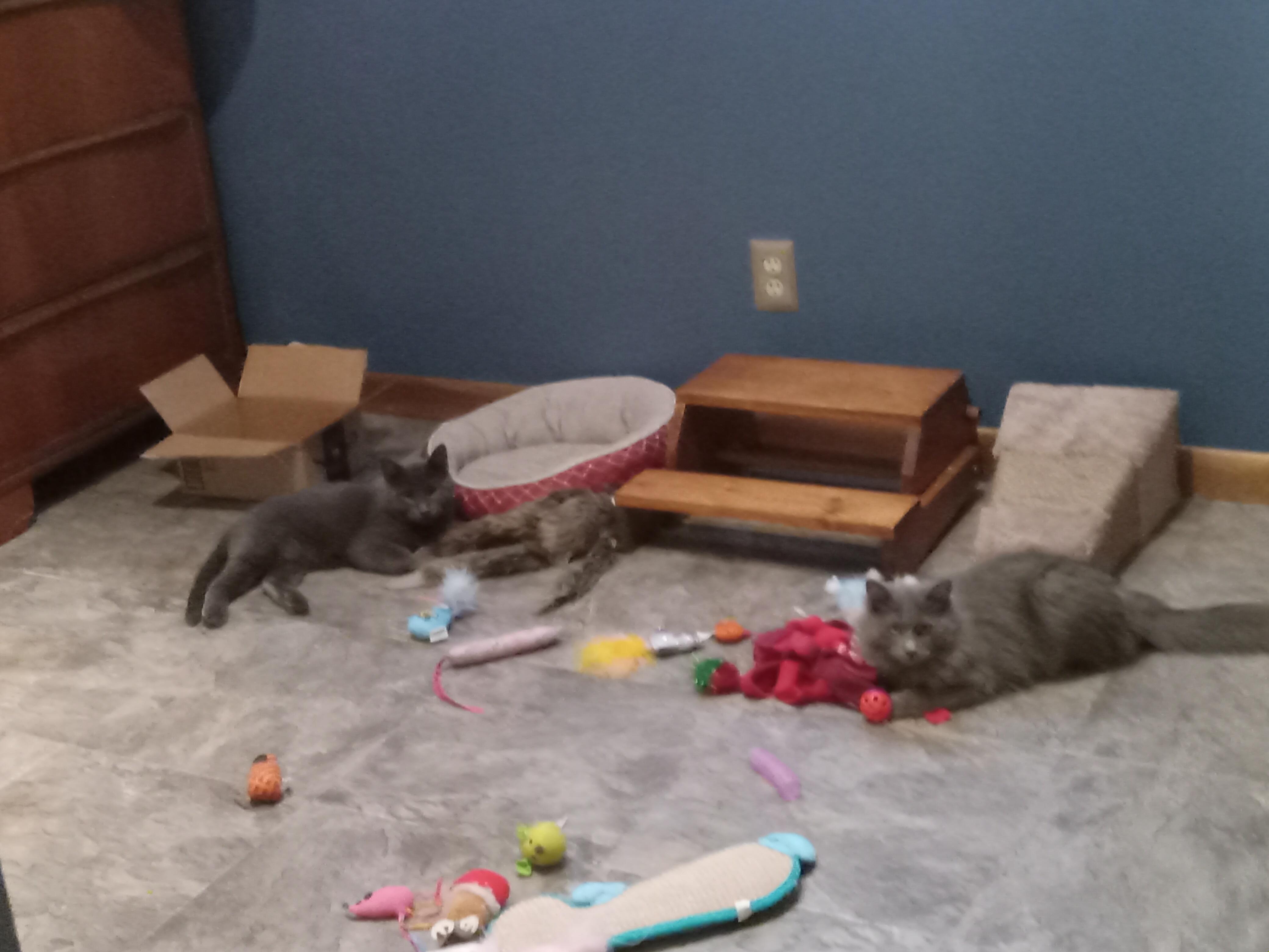 Enlarge Frannie & Ollie, a Adoptable Domestic Short Hair in Kearney, NE image 2/2