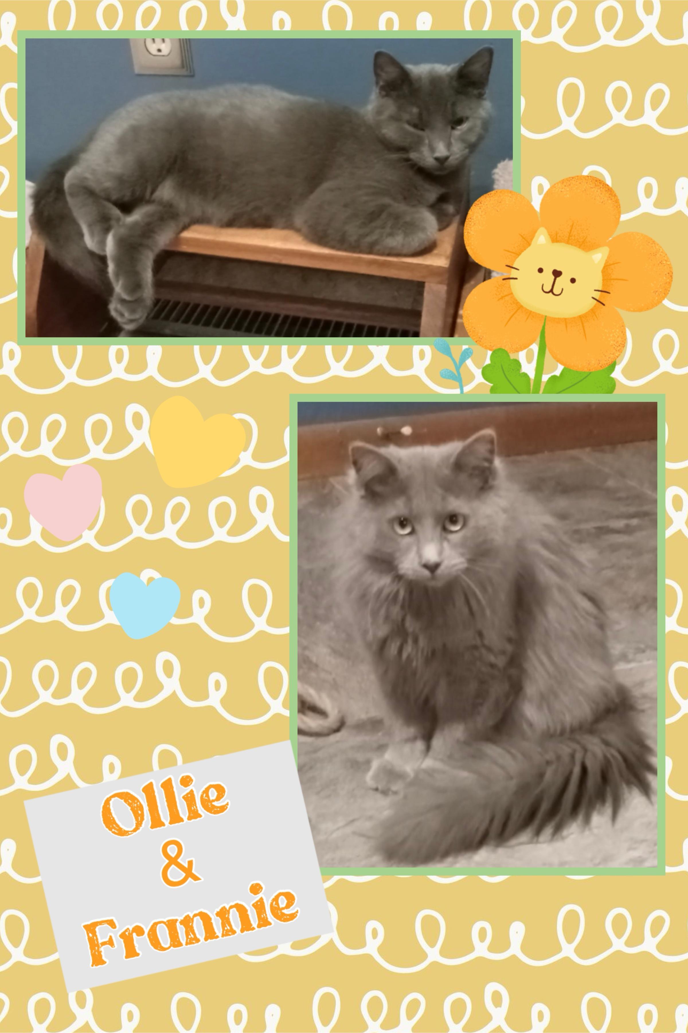 Enlarge Frannie & Ollie, a Adoptable Domestic Short Hair in Kearney, NE image 1/2