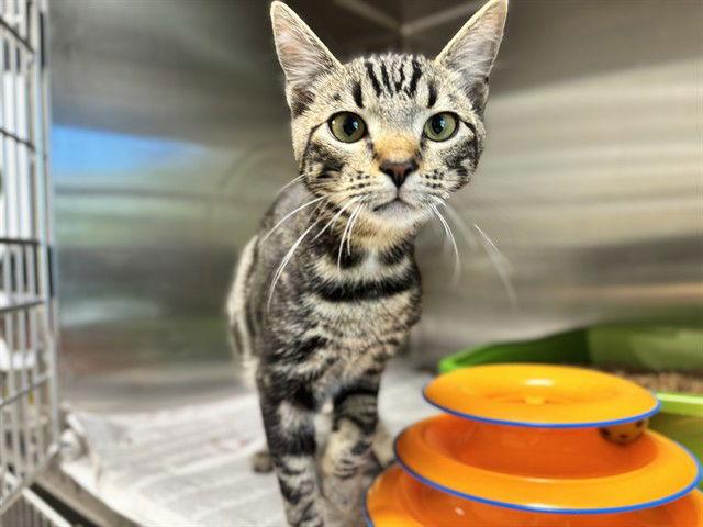 Tigger, Adoptable, Young Male Domestic Short Hair.