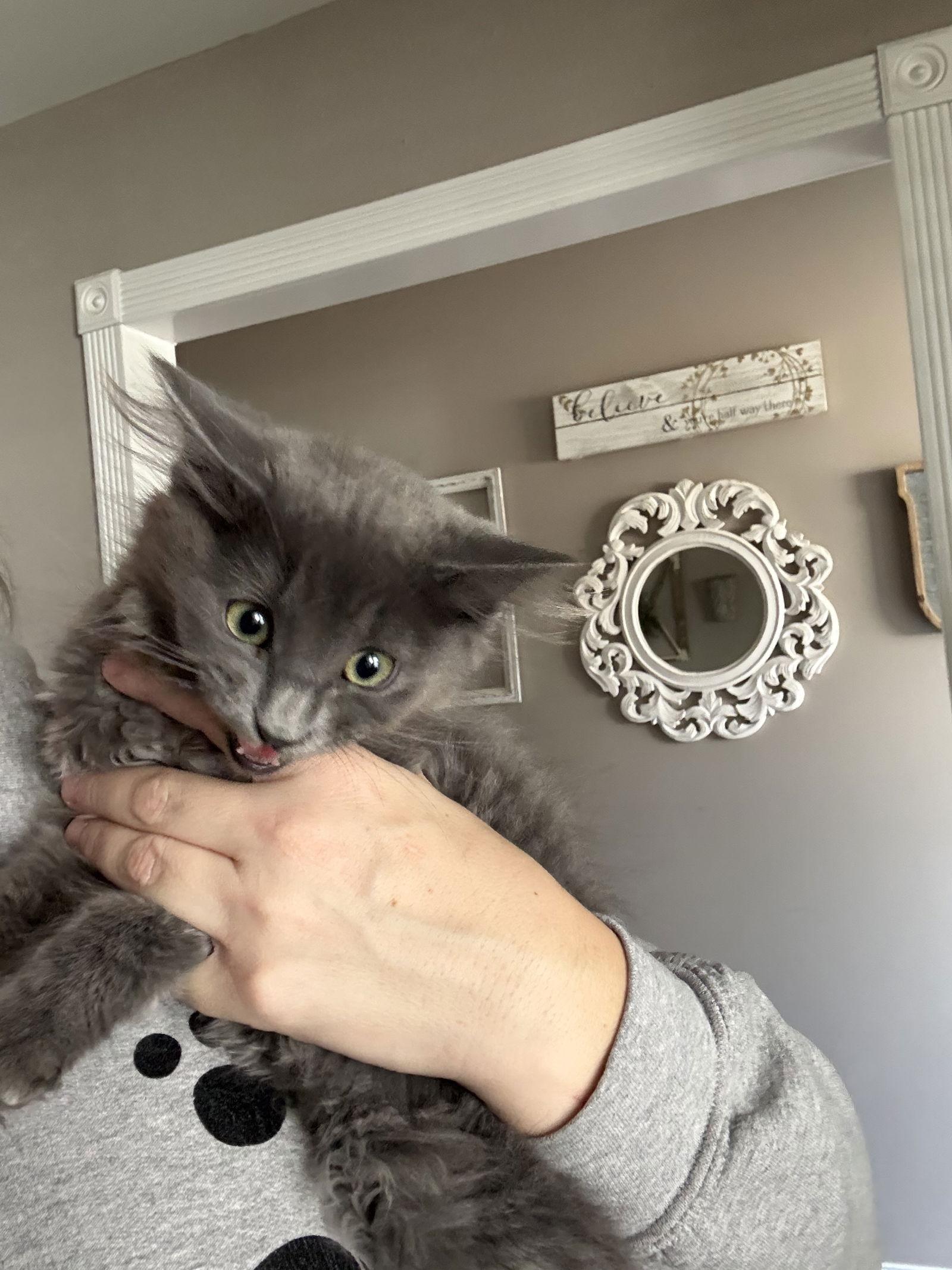 Ree, Adoptable, Kitten Male Domestic Long Hair.