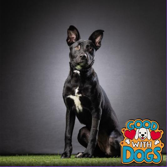 Daisy, Adoptable, Young Female Australian Kelpie.