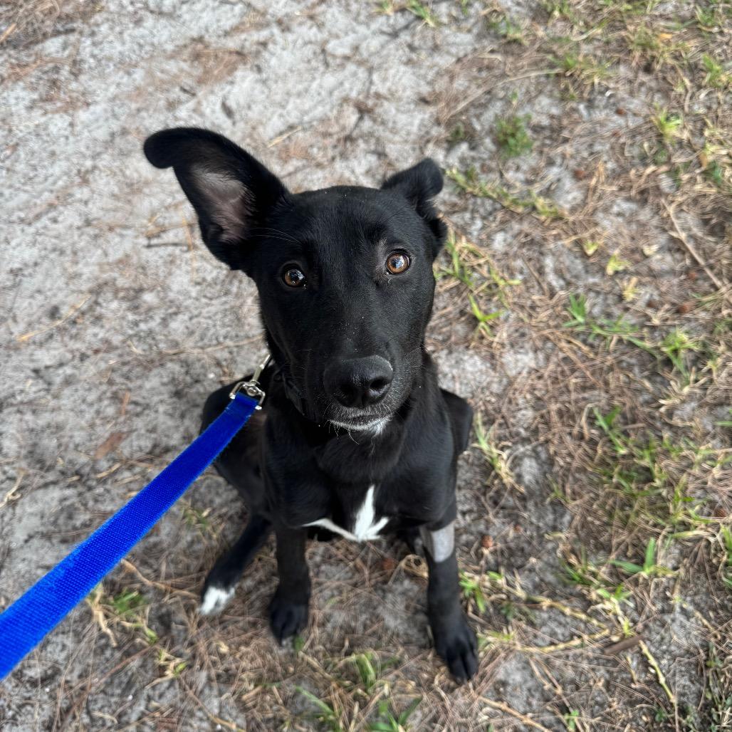 Daisy, Adoptable, Young Female Australian Kelpie.